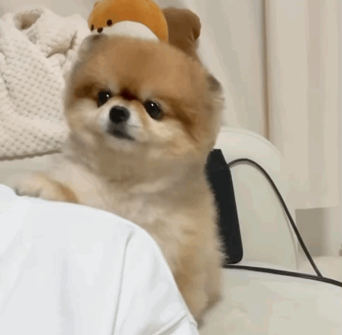 주인 불러도 안 쳐다 보니까 어깨에 기대는 댕댕이.gif | 인스티즈