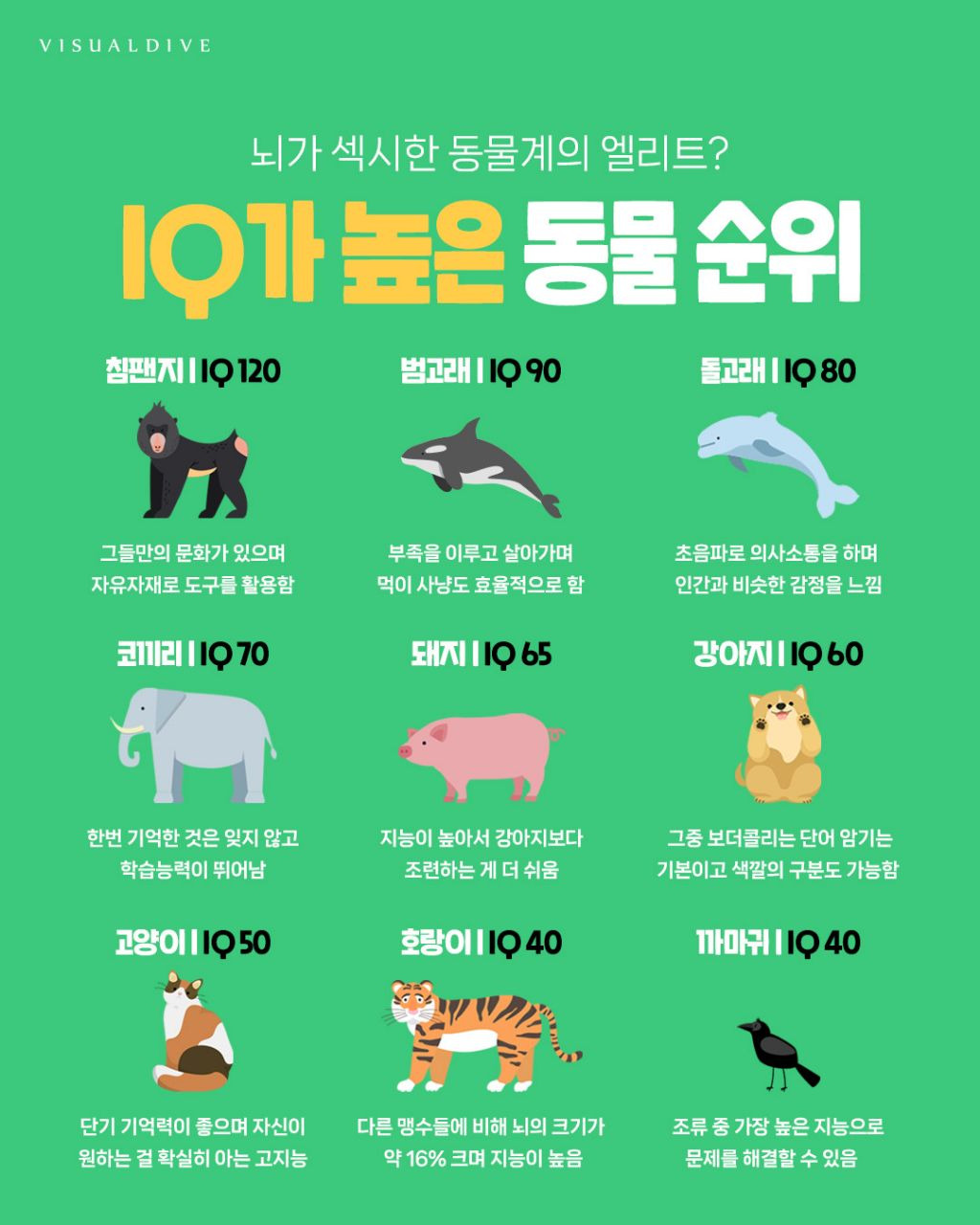 IQ가 높은 동물 순위 | 인스티즈