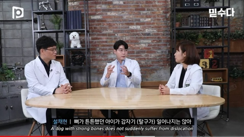 국내 소형견이 유독 슬개골 탈구가 많은 이유 | 인스티즈