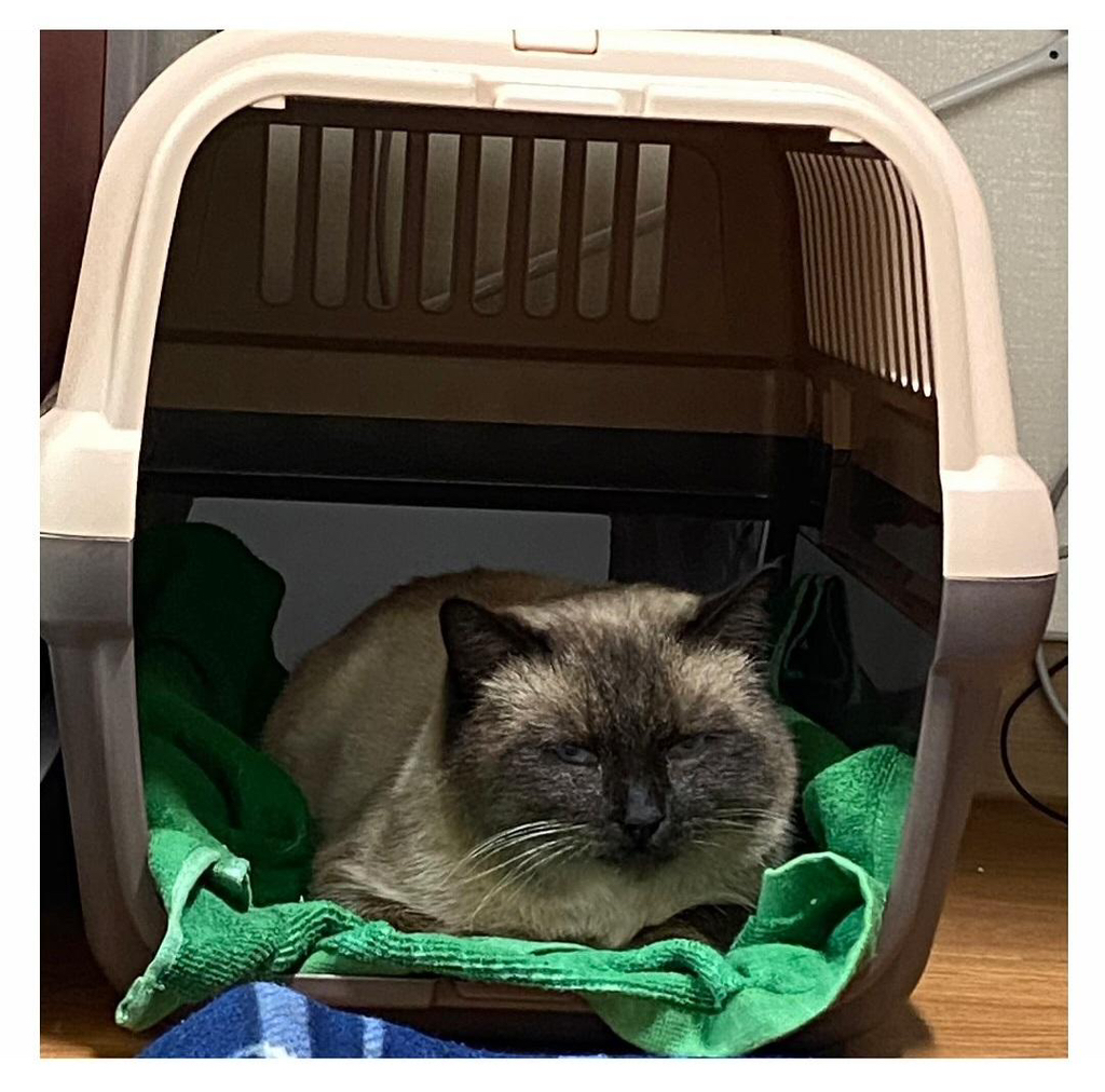 집냥이가 된 어느 길냥이 이야기 | 인스티즈