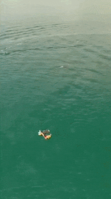 바다에 떠있는 인간에게 다가오는 범고래 | 인스티즈