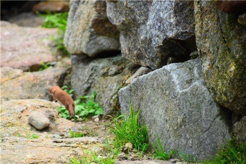 8년만에 지리산에서 포착된 멸종위기동물 | 인스티즈