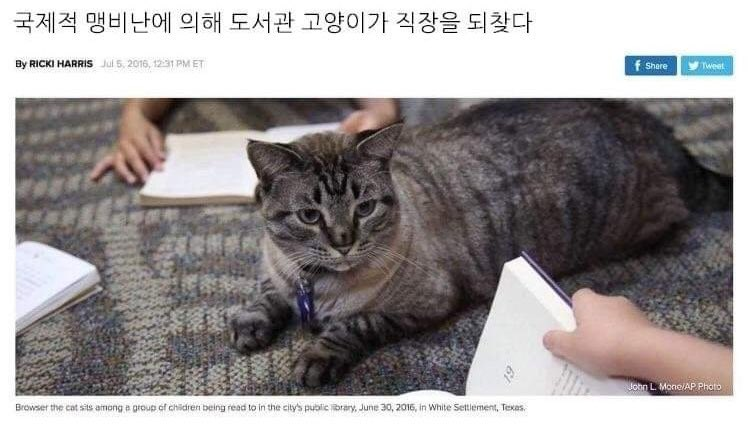 원수 갚은 고양이 | 인스티즈