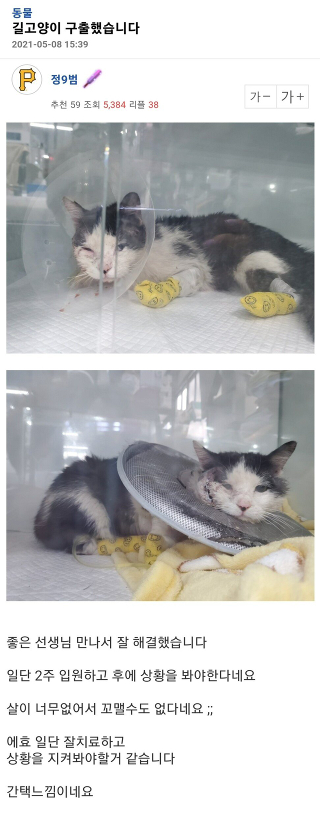 (혐오주의)다친고양이 입양 전후jpg | 인스티즈
