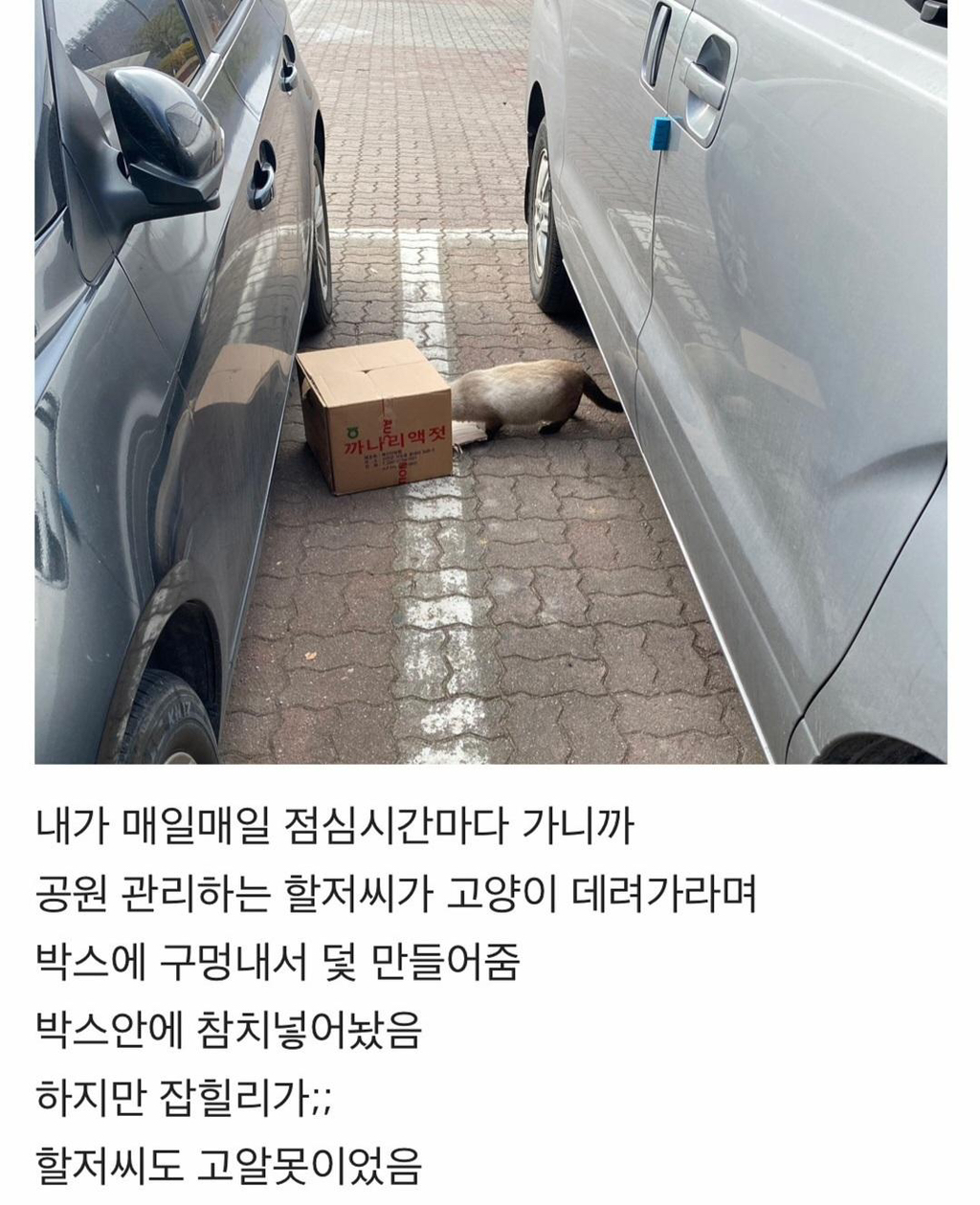 집냥이가 된 어느 길냥이 이야기 | 인스티즈