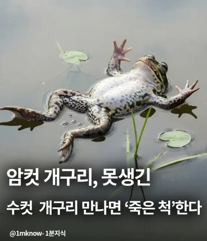 암컷 개구리 못생긴 수컷보면 죽은척 한다 | 인스티즈