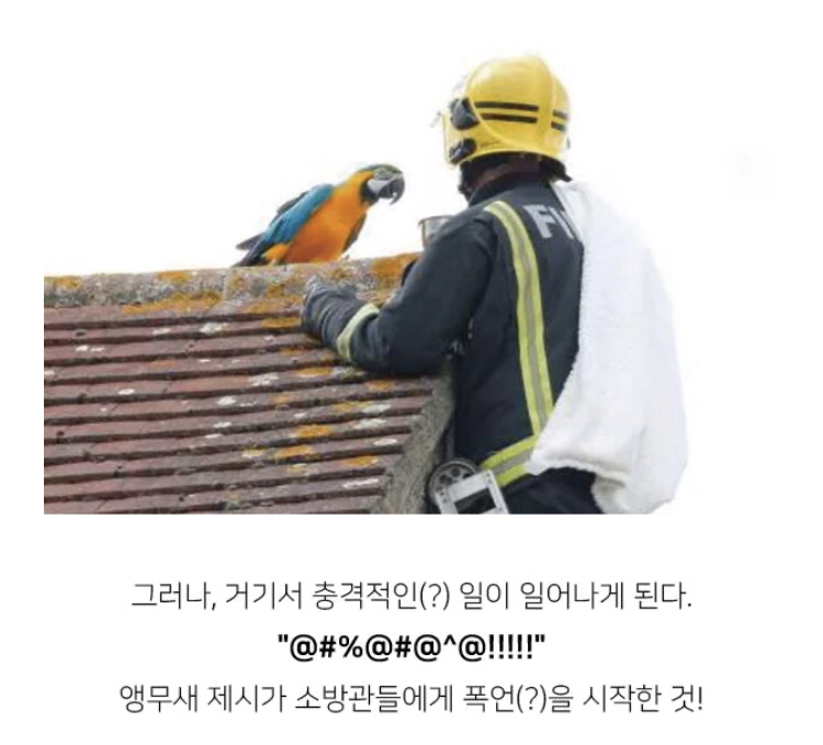 지붕 위에 올라간 앵무새를 구하러 간 소방관이 들은 말 | 인스티즈