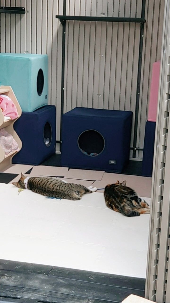 경남의 한 아파트의 길고양이 집.jpg | 인스티즈