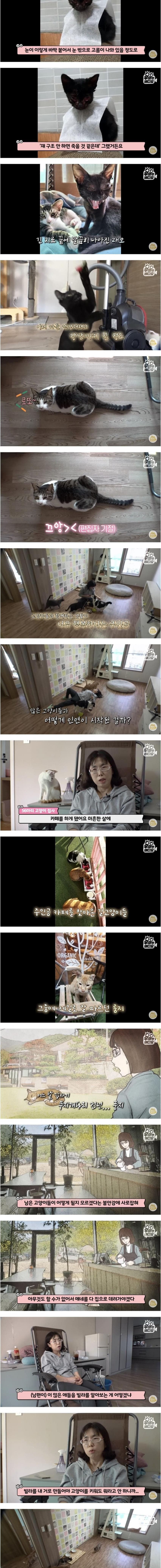 건물 전체가 고양이로 가득 찬 건물주의 삶 | 인스티즈