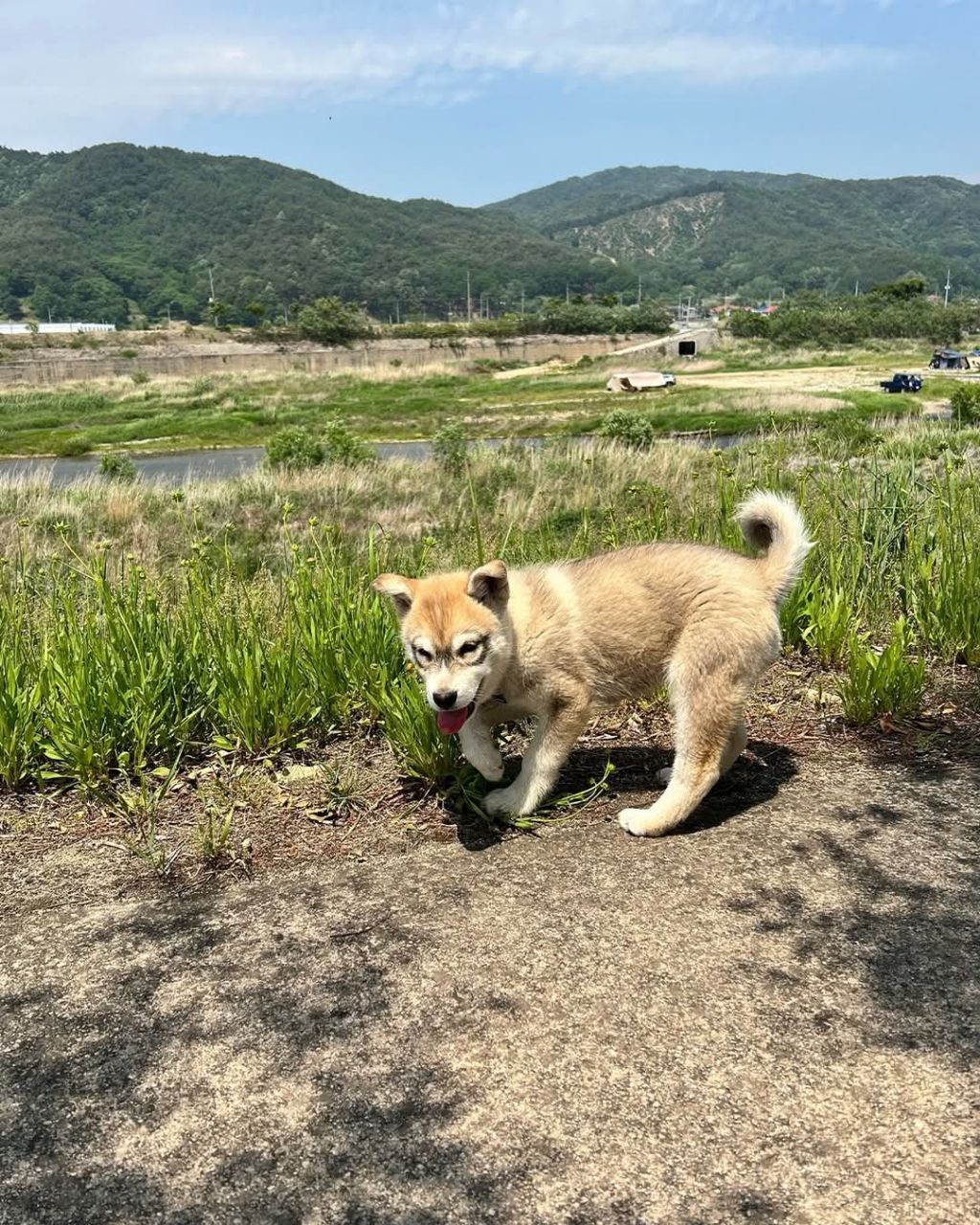 신기한 털무늬가 있는 댕댕이 | 인스티즈