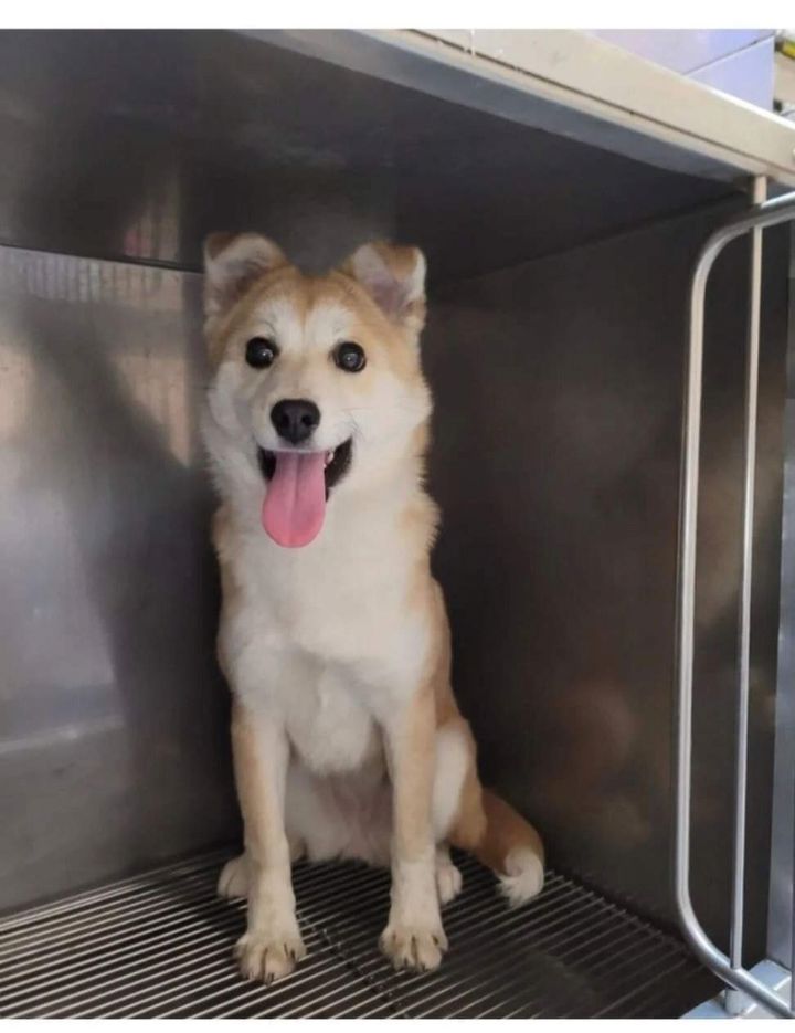터널앞에 버려져서 비 쫄딱 맞던 댕댕이는 결국... | 인스티즈