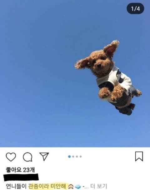 갈때까지 가버린 애견 인스타 유행.jpg | 인스티즈