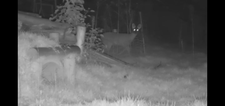 도로 위 야생동물 생태통로를 이용하는 동물들.jpg | 인스티즈