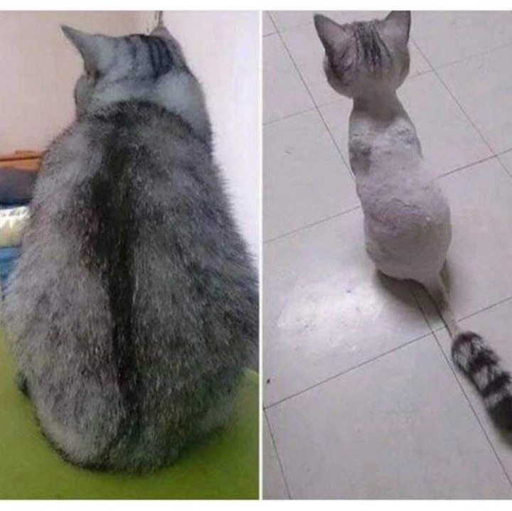 살찐 줄 알았는데 털 | 인스티즈