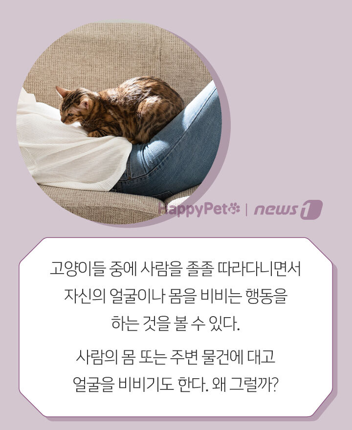 사람 따라다니며 얼굴 비비는 고양이, 왜 그러는 거죠? | 인스티즈