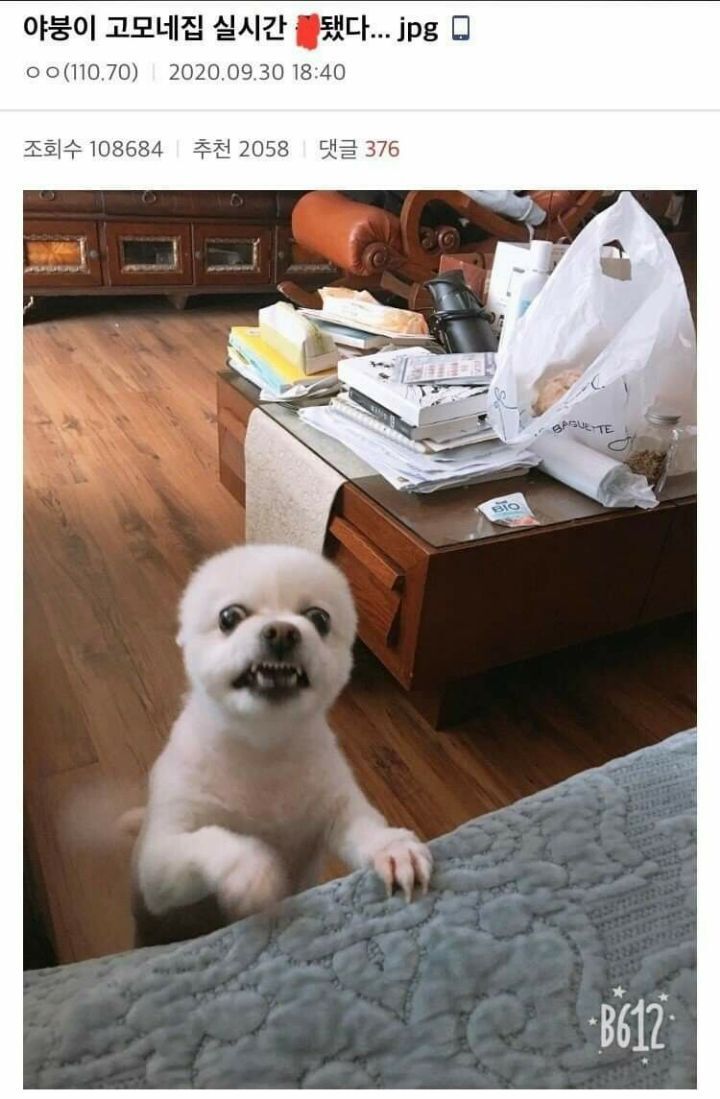 야붕이 실시간 x된 모음집 | 인스티즈