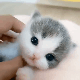 고양이 움짤.gif | 인스티즈