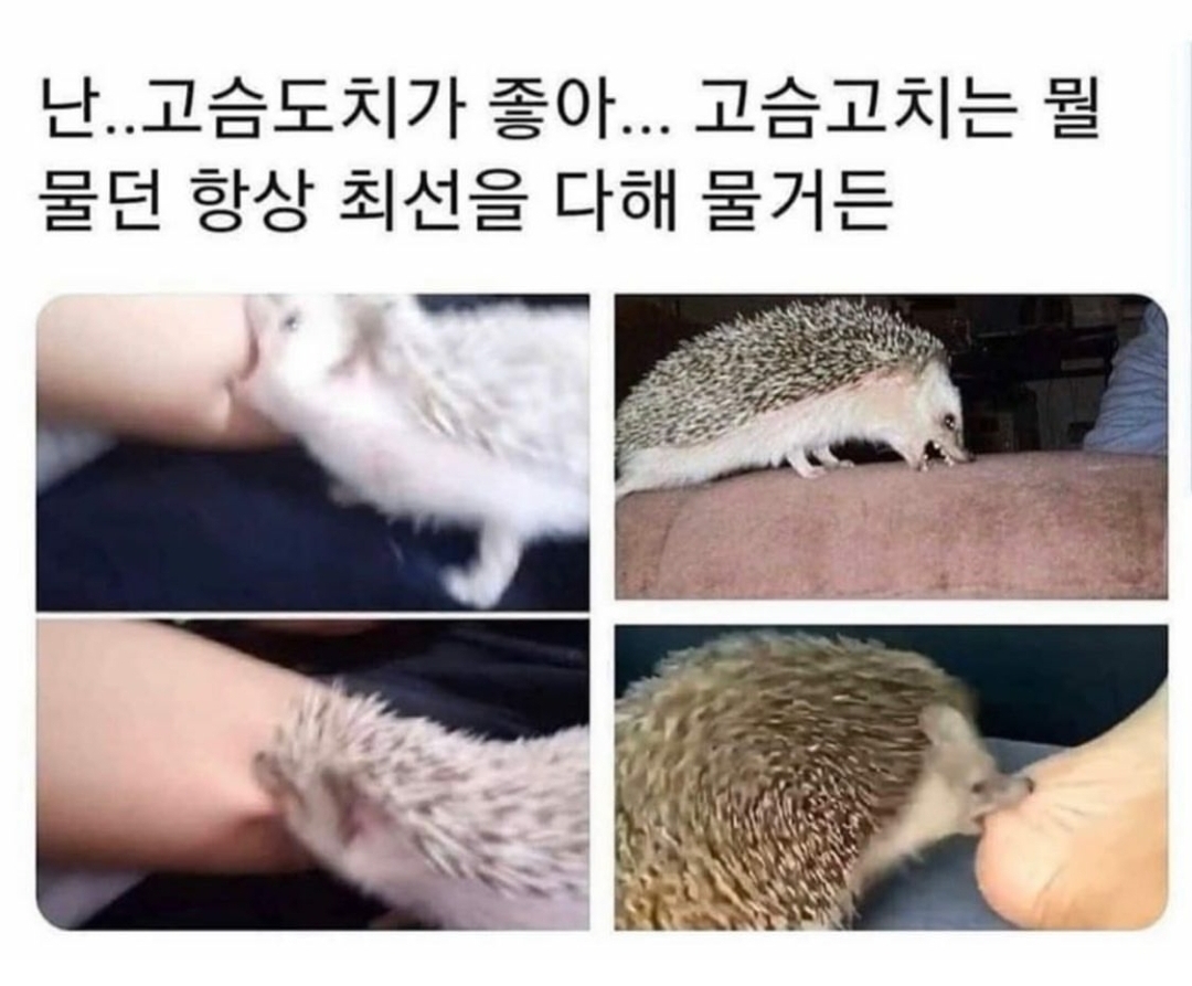 최선을 다해 무는 고슴도치.twt | 인스티즈