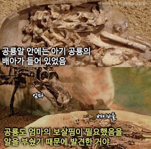 인생이 꽉막힐땐 공룡알을 떠올리세요.. | 인스티즈