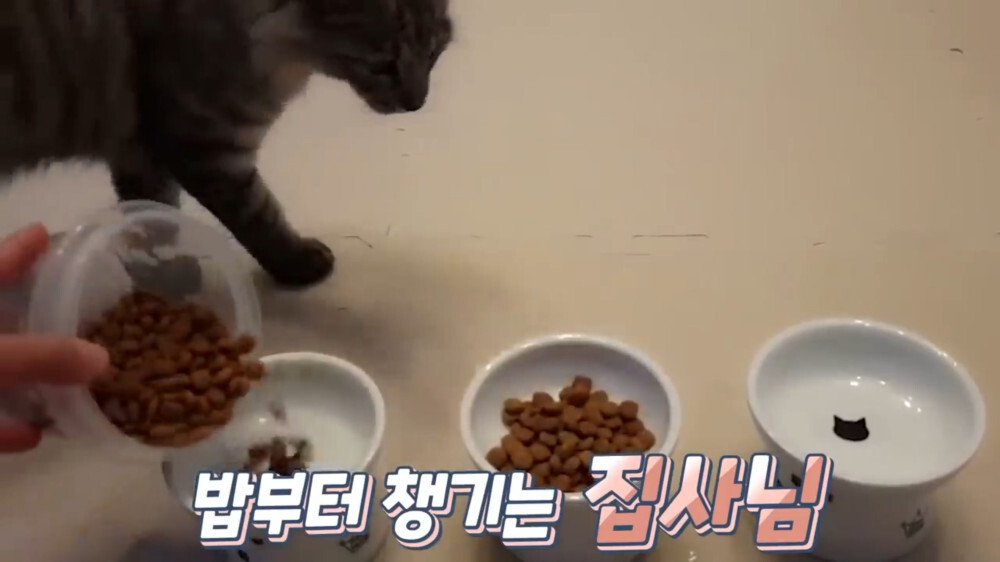 [스압주의] 일본인 캣맘 유튜버 2편 - 3천만원짜리 고양이 집 지음 | 인스티즈