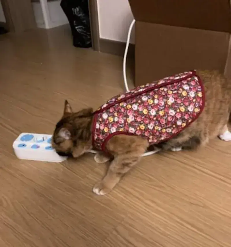 요즘 K-고양이 핫템.JPG | 인스티즈