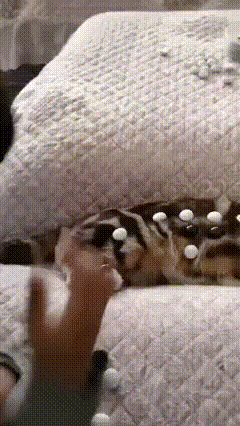 고양이 논란 | 인스티즈