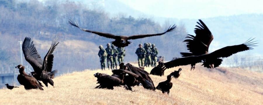 전방부대 군필들은 잘 알고 있는 독수리의 크기 체감 | 인스티즈