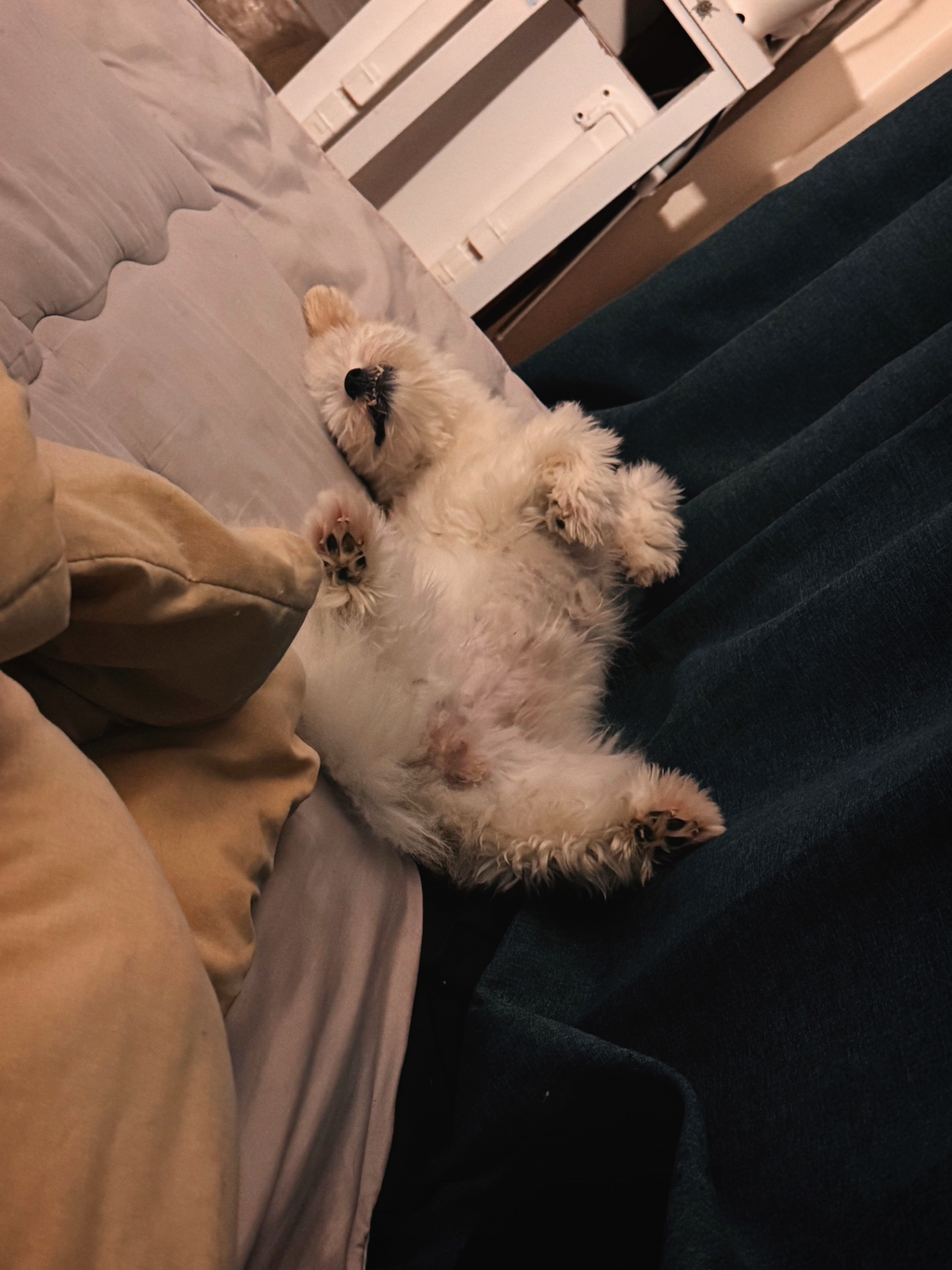 길냥이 길댕이 맘에들면 주워가라길래 주워옴 | 인스티즈