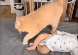 아기 똥 냄새를 맡은 고양이.gif | 인스티즈