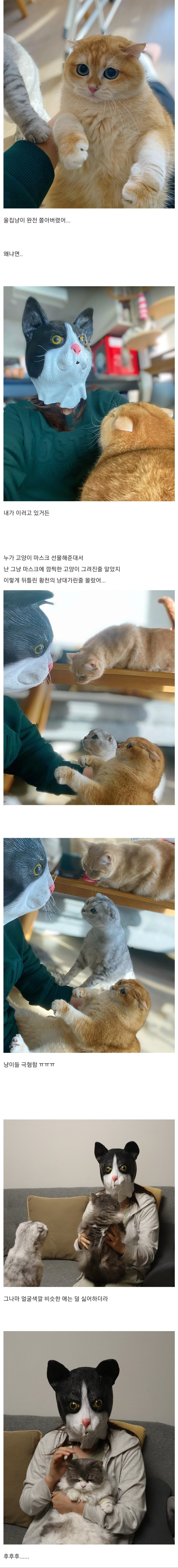 집사보고 겁먹은 고양이들 .jpg | 인스티즈