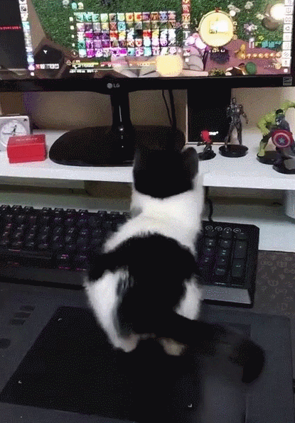 섹시한 고양이 자세 | 인스티즈