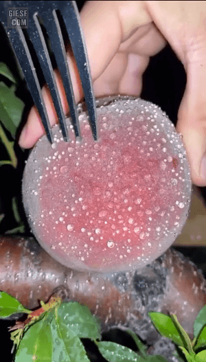 서양자두 | 인스티즈