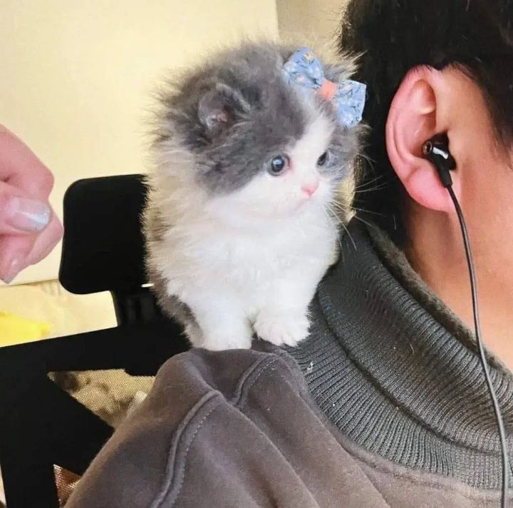 디코하면 도청하는 아깽이 | 인스티즈