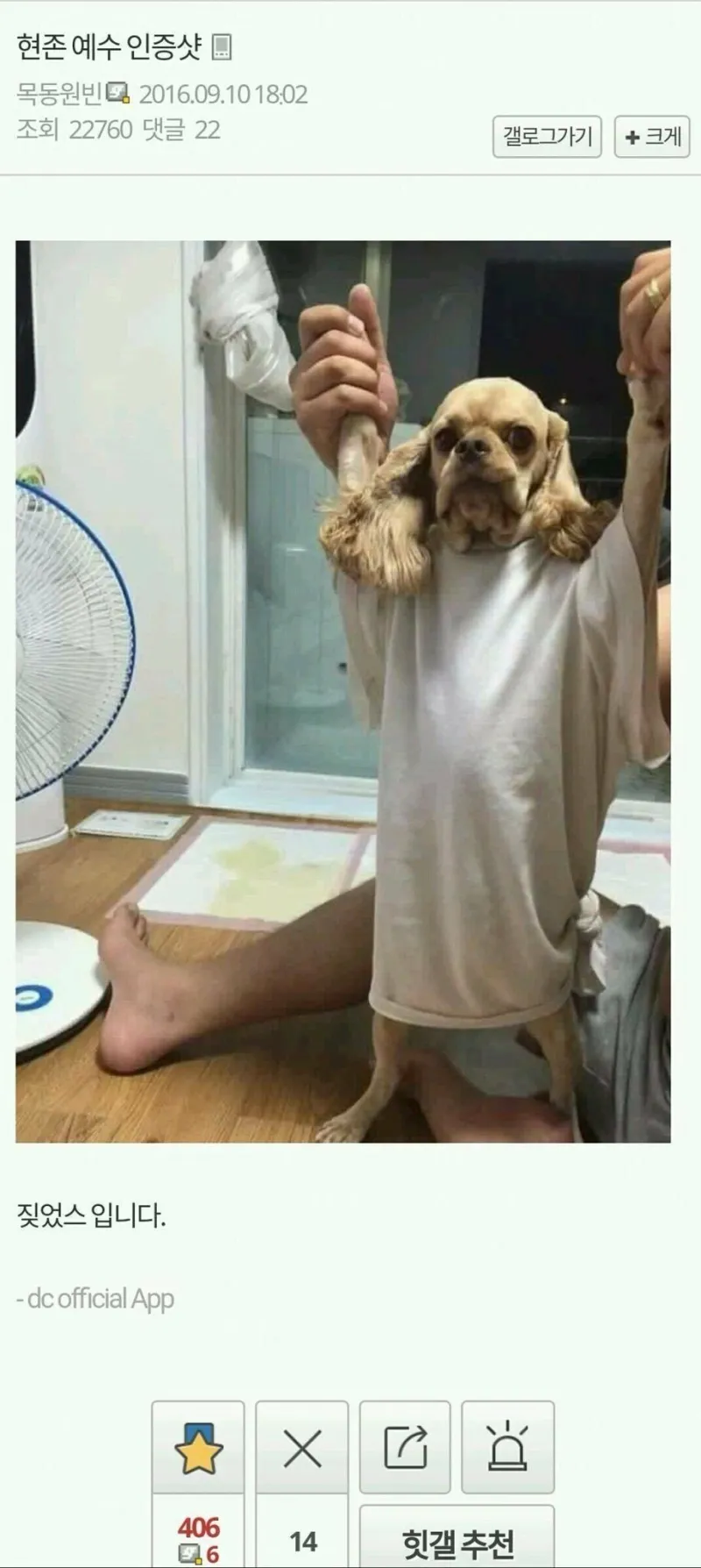 디씨 댕댕이 인증 레전드 모음 | 인스티즈