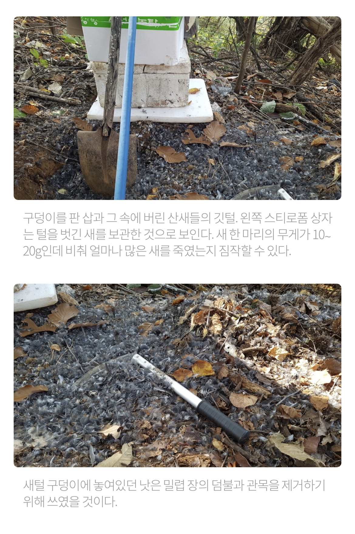 최근 남양주에서 참새고기로 1000여마리 산새들을 밀렵하는 현장 발견. 밀렵과 남획, 농약 살포, 서식지교란으로 산새들 점점 사라져 | 인스티즈