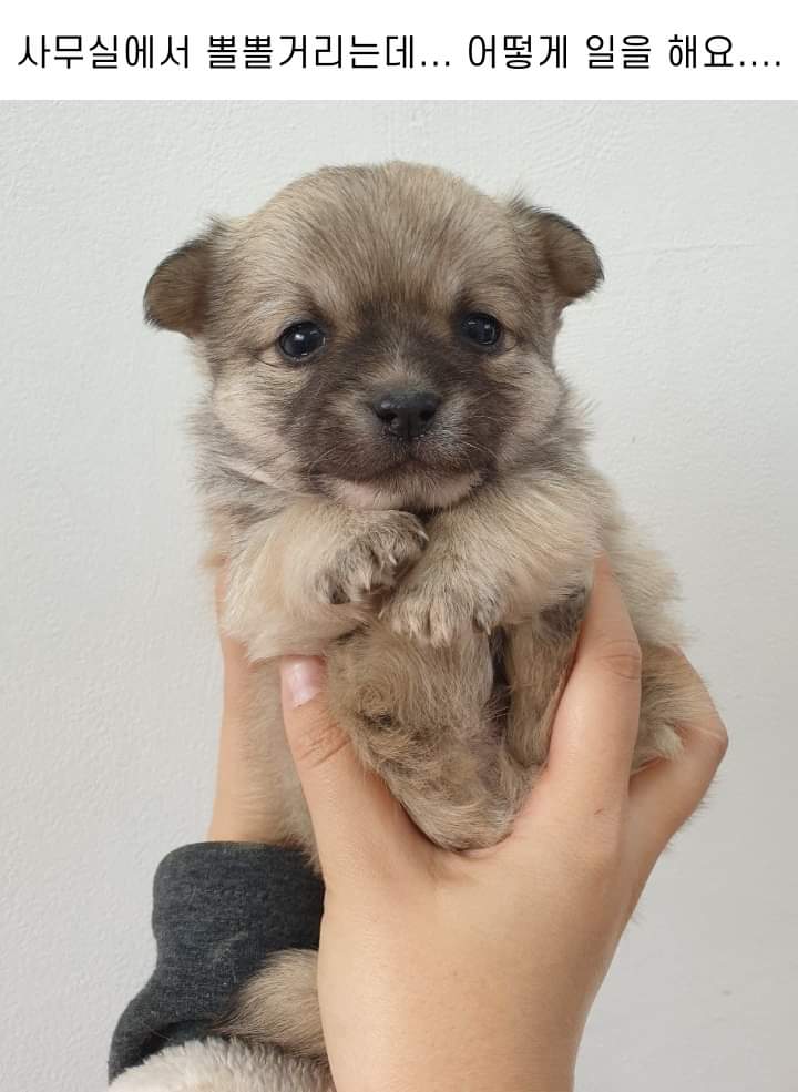 사무실에 있는 댕댕이들 | 인스티즈