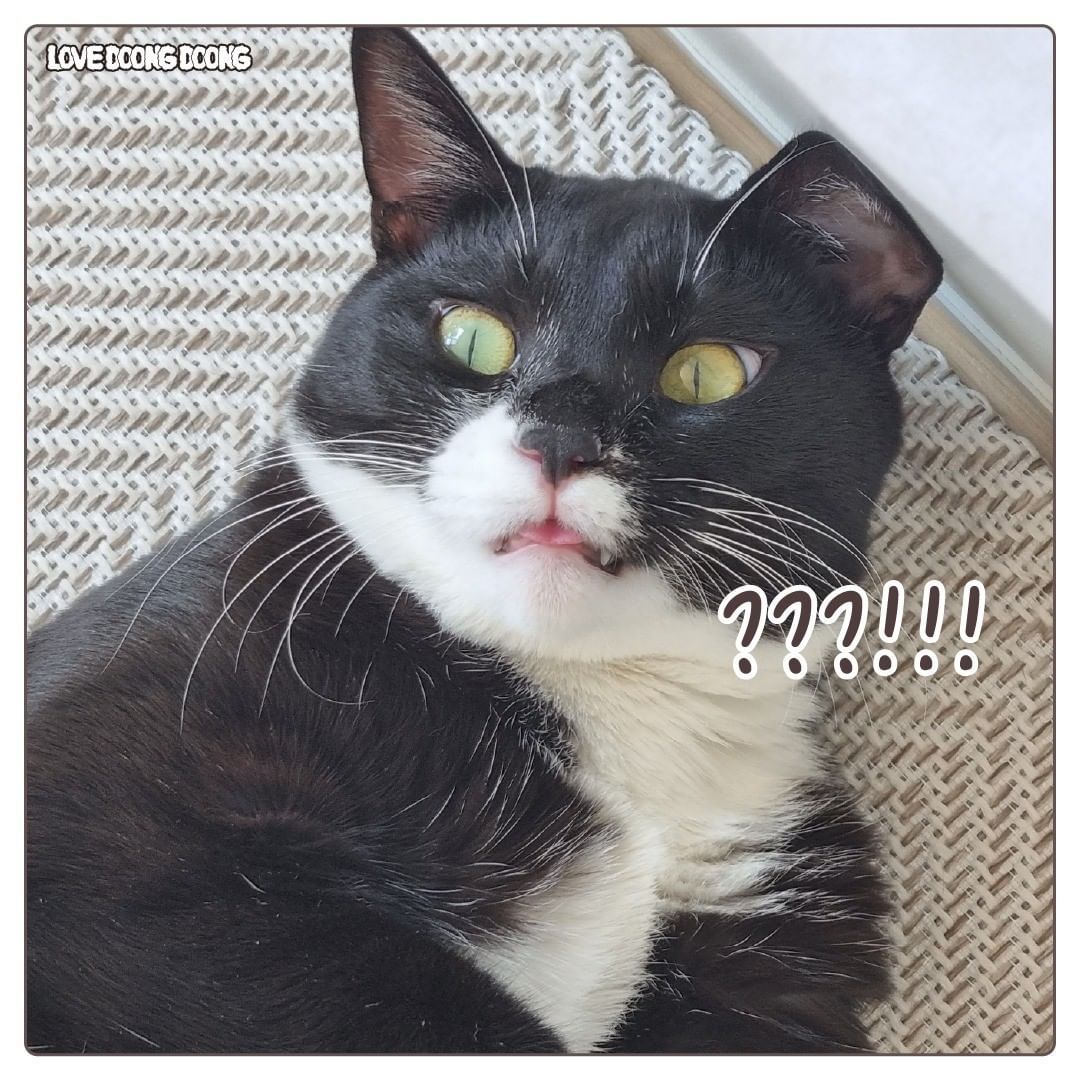 창틀에 낑겨서 자는 고양이.jpg | 인스티즈