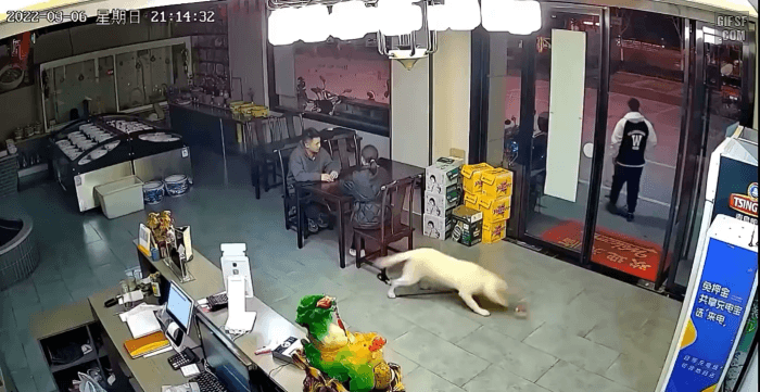 댕댕이 목줄에 걸려 넘어진 의자 | 인스티즈