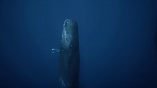 경이로운 고래의 모습들 | 인스티즈