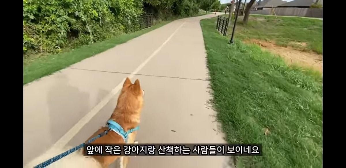 미국에서 당연시된다는 애견 문화 | 인스티즈