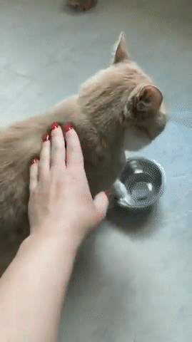 밥달라고 시위하는 고양이와 강아지의 차이 | 인스티즈