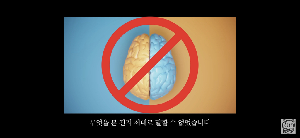 (스압)분리 뇌 실험 | 인스티즈