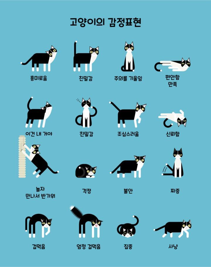 고양이 감정표현.jpg | 인스티즈