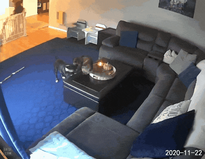 물속성 고양이보다 보기 어려운 것 | 인스티즈