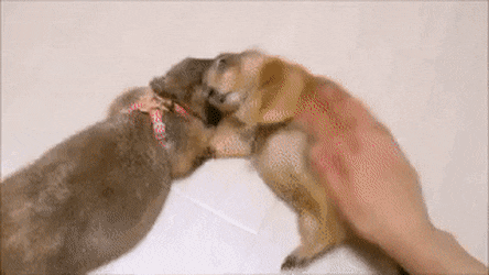 함부로 만지면 안되는 동물.gif | 인스티즈