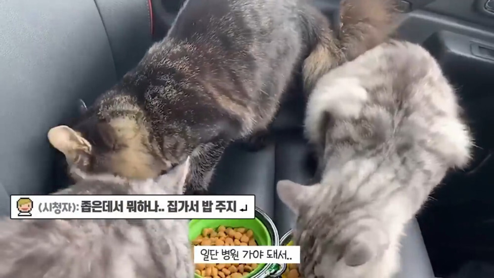 [스압주의] 일본인 캣맘 유튜버 2편 - 3천만원짜리 고양이 집 지음 | 인스티즈