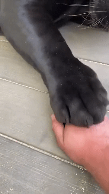 냥이들 습성...gif | 인스티즈