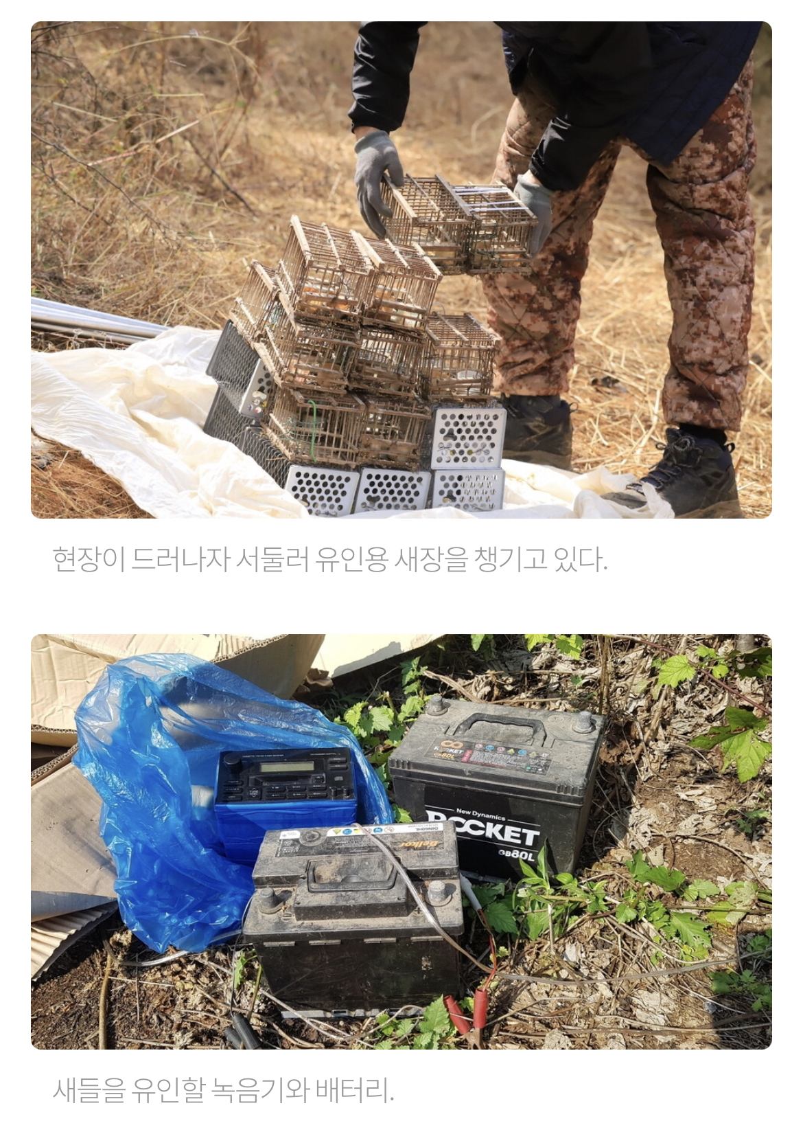 최근 남양주에서 참새고기로 1000여마리 산새들을 밀렵하는 현장 발견. 밀렵과 남획, 농약 살포, 서식지교란으로 산새들 점점 사라져 | 인스티즈