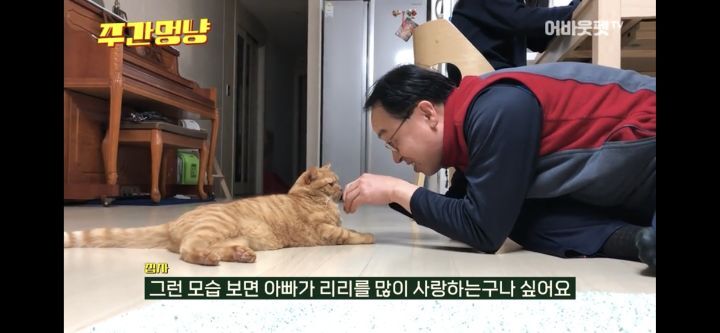 아빠바라기 고양이 | 인스티즈