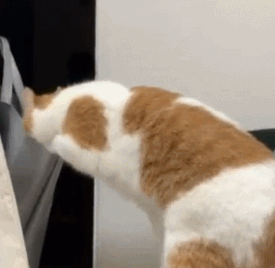 프라이탁 가방에 환장하는 냥이.gif | 인스티즈